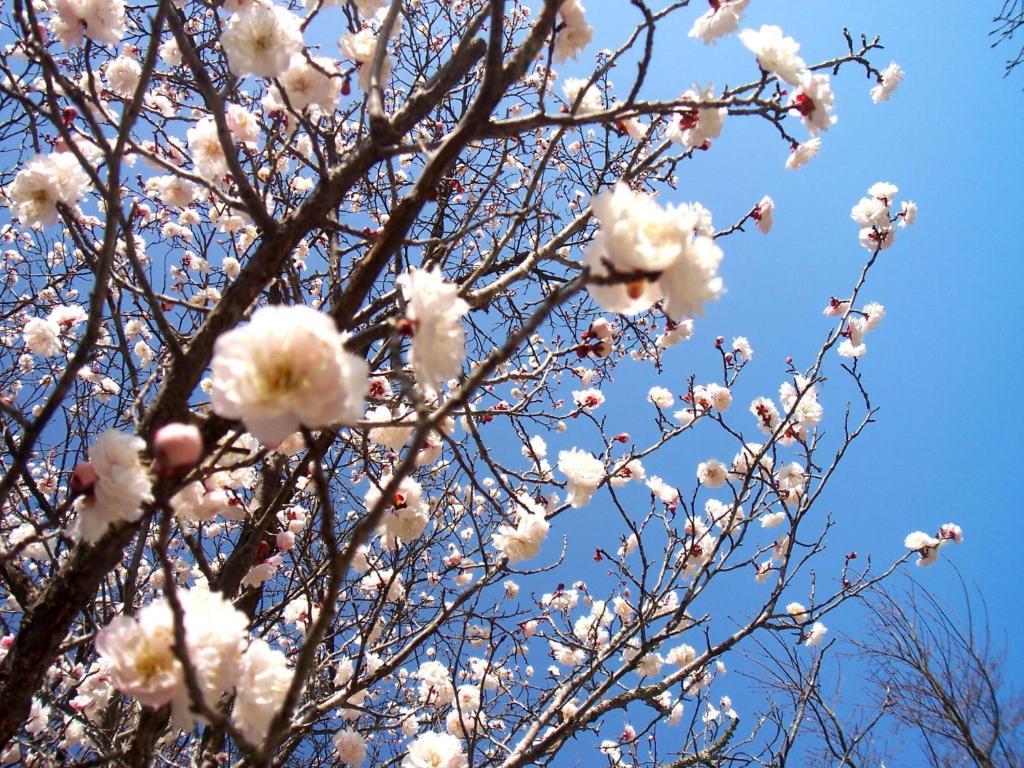 Itsumoya Ξενοδοχείο Hatsukaichi Εξωτερικό φωτογραφία